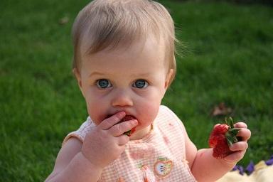 Baby isst breifrei selbst Erdbeere nach baby led weening