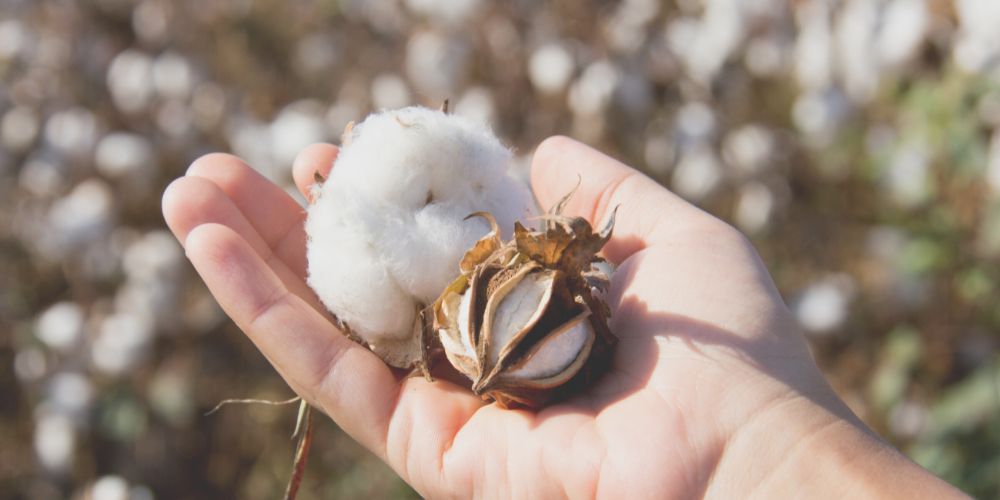 Baumwolle aus biologischen und nachhaltigen Anbau